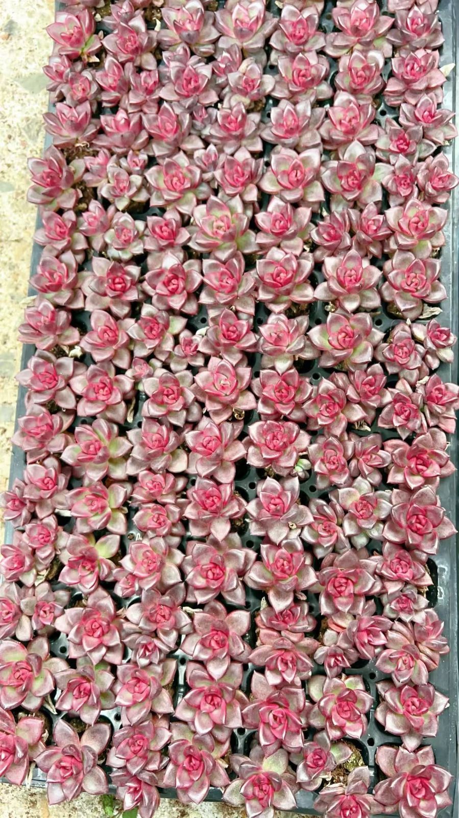 新入荷 ホウハイローズ 鮮やかな105苗セット 土と根付き 多肉植物