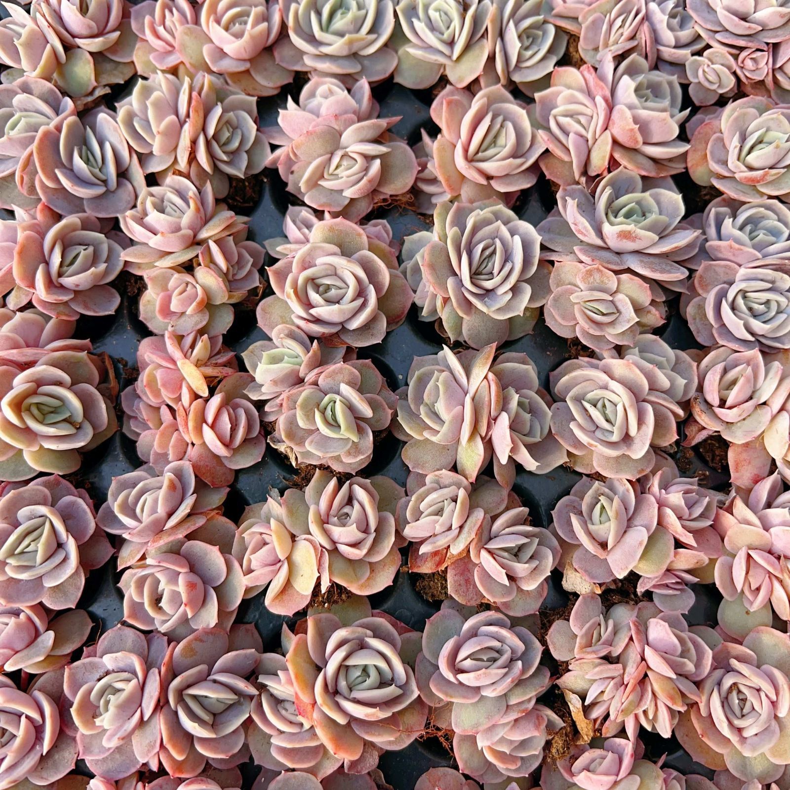 新入荷 ブルーサプライズ 鮮やかな105苗セット 土と根付き 多肉植物