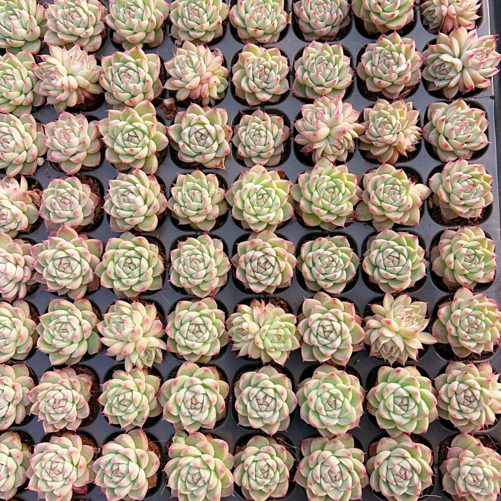 新入荷 チワワ 鮮やかな105苗セット 土と根付き 多肉植物 エケベリア