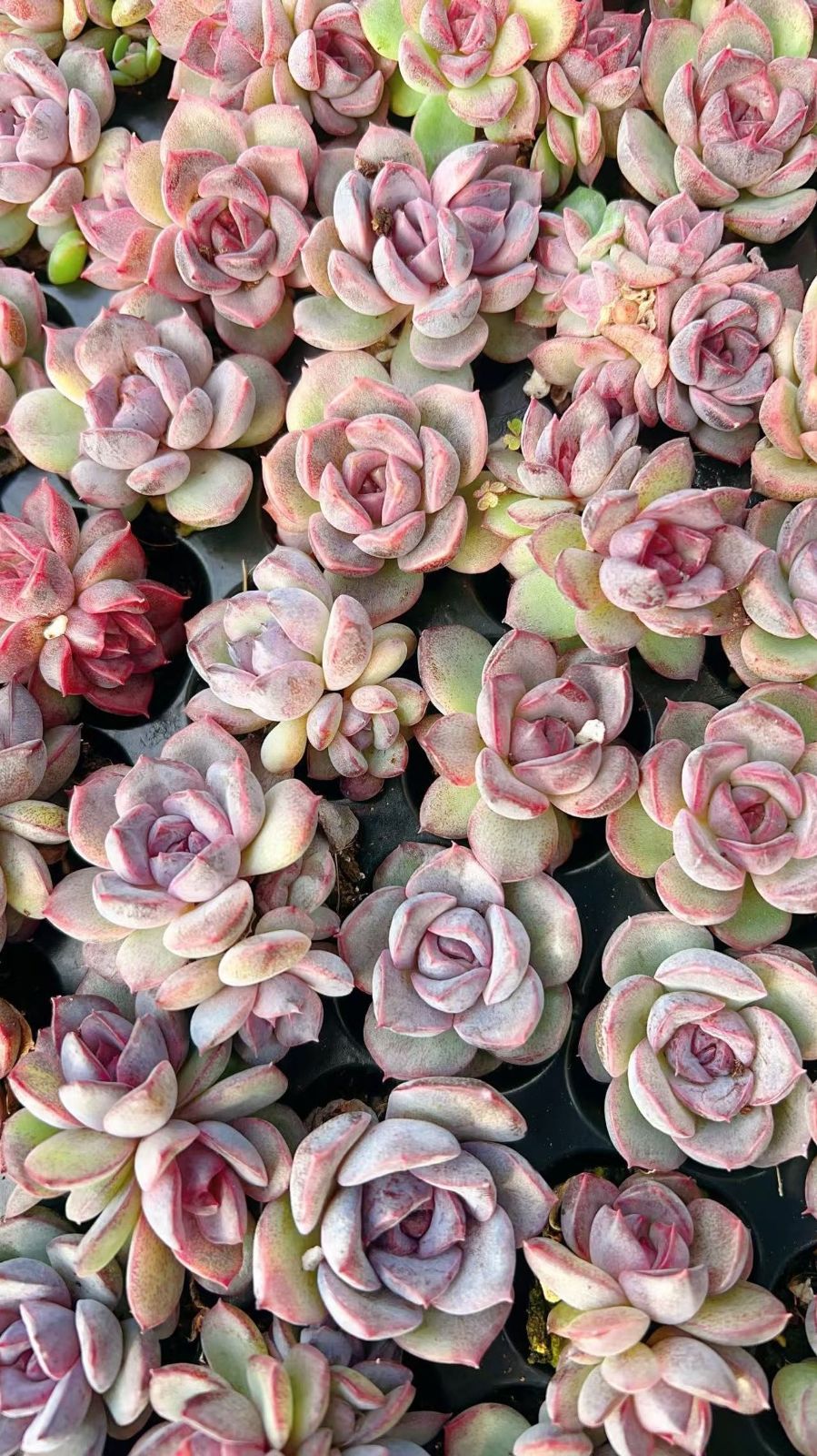 新入荷 エースオブスペーズ 鮮やかな105苗セット 土と根付き 多肉植物