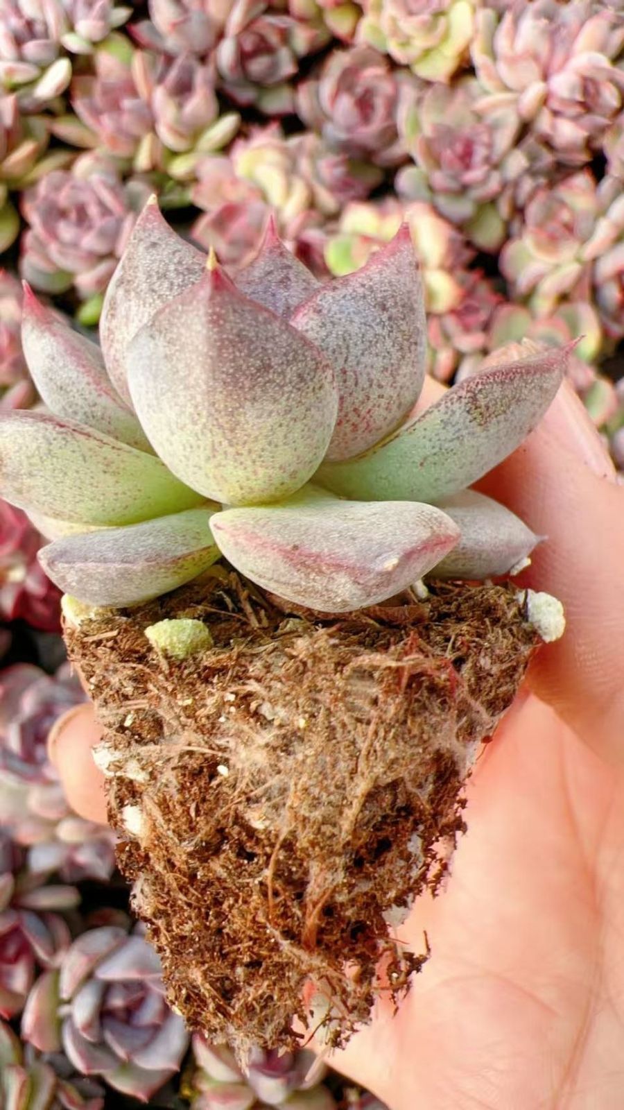 新入荷 エースオブスペーズ 鮮やかな105苗セット 土と根付き 多肉植物