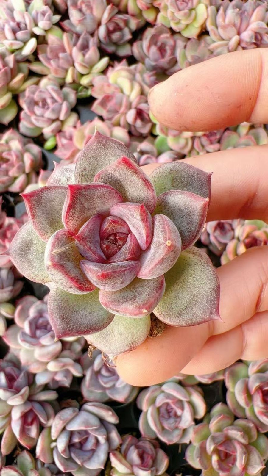 新入荷 エースオブスペーズ 鮮やかな105苗セット 土と根付き 多肉植物