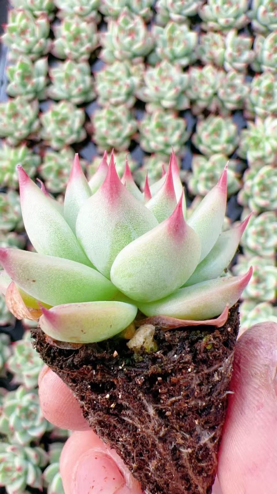 新入荷 トスカ 鮮やかな105苗セット 土と根付き 多肉植物 エケベリア