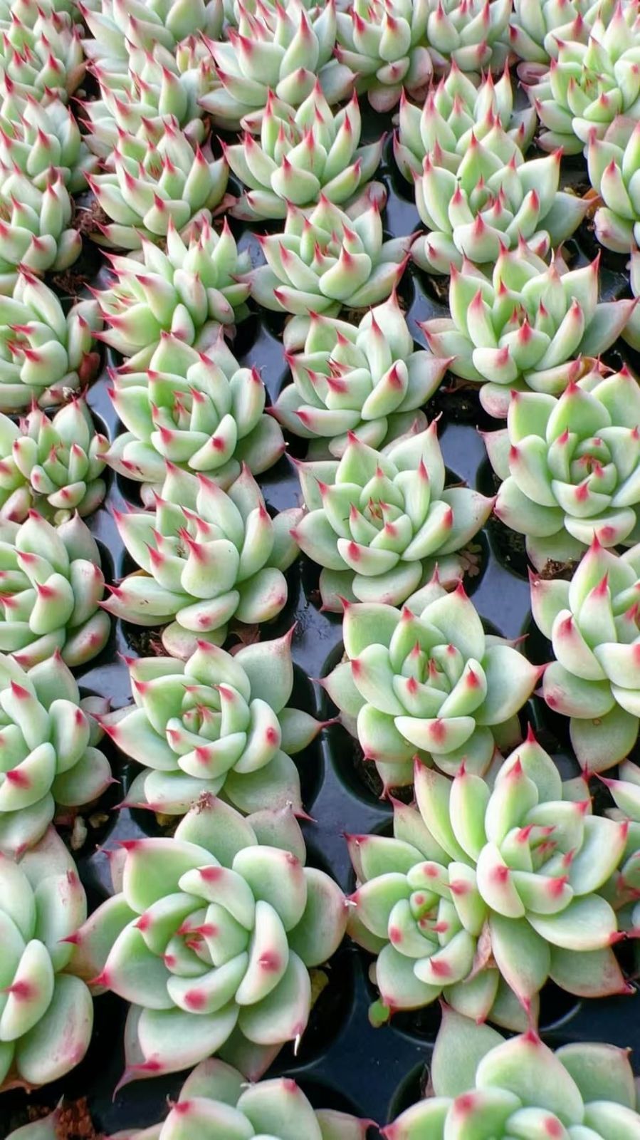 新入荷 トスカ 鮮やかな105苗セット 土と根付き 多肉植物 エケベリア