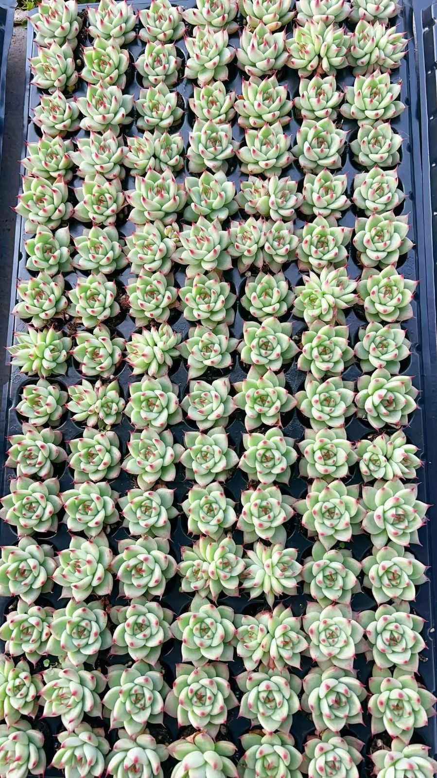 新入荷 トスカ 鮮やかな105苗セット 土と根付き 多肉植物 エケベリア