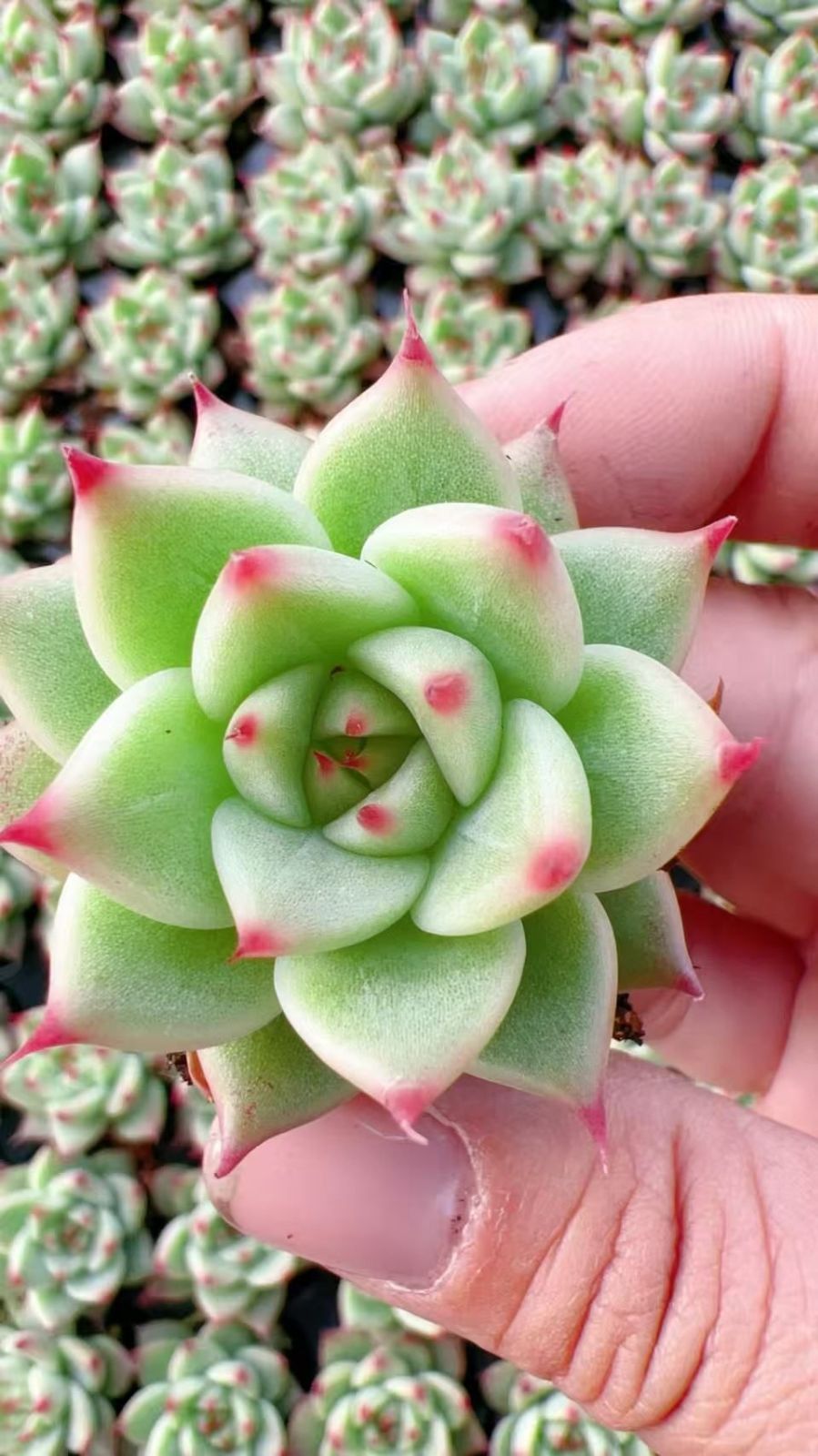 新入荷 トスカ 鮮やかな105苗セット 土と根付き 多肉植物 エケベリア