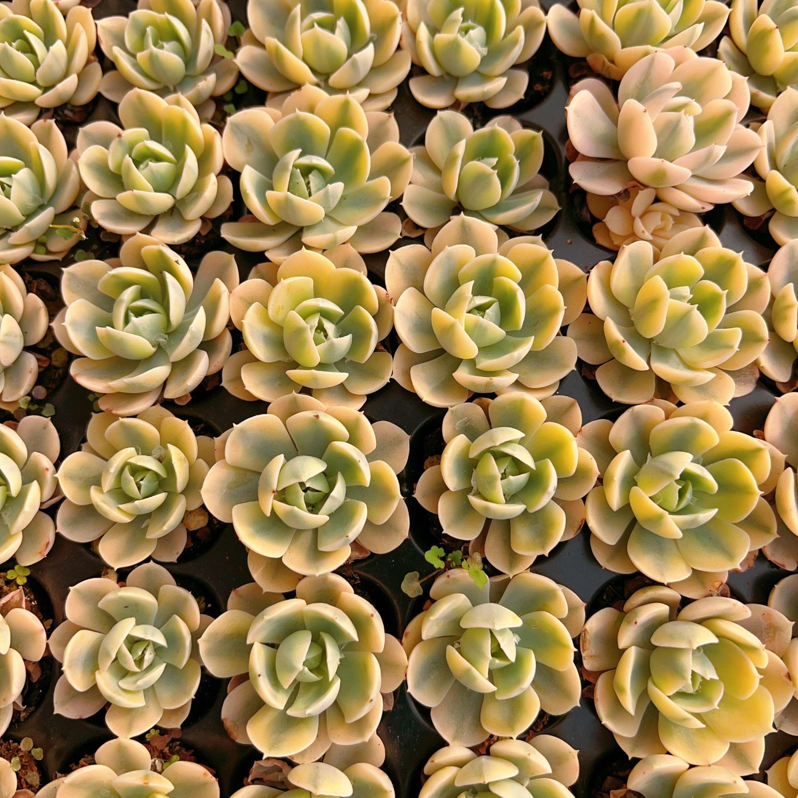 ご確認用❣️多肉植物寄せ植え❣️NO75 68 ふるさと納税 藤井寺市 前方
