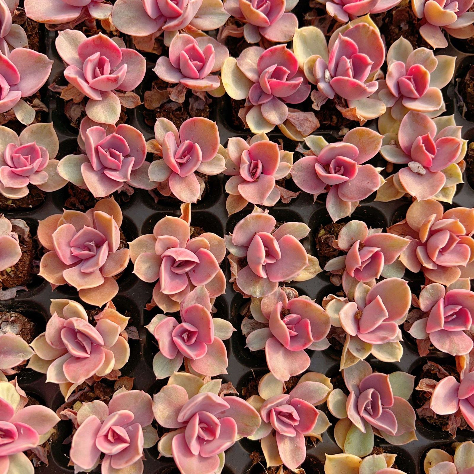 新入荷 レインボー 鮮やかな105苗セット 土と根付き 多肉植物