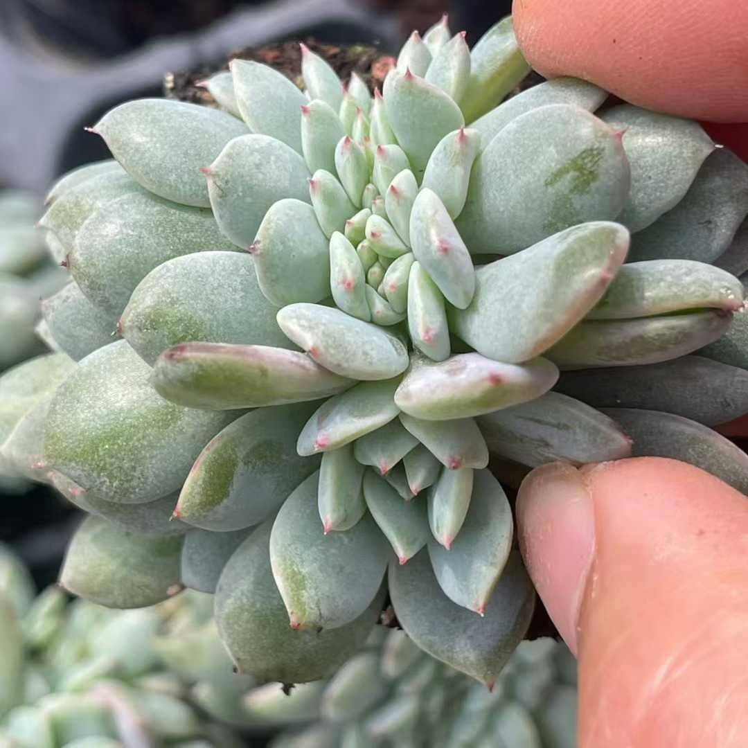 新入荷 フウシャムンルツズキ 鮮やかな50苗セット 土と根付き 多肉植物