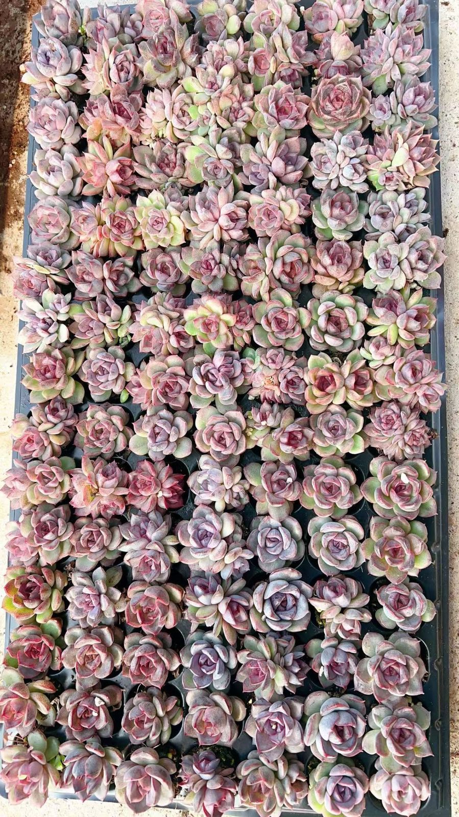 新入荷 エースオブスペーズ 鮮やかな105苗セット 土と根付き 多肉植物