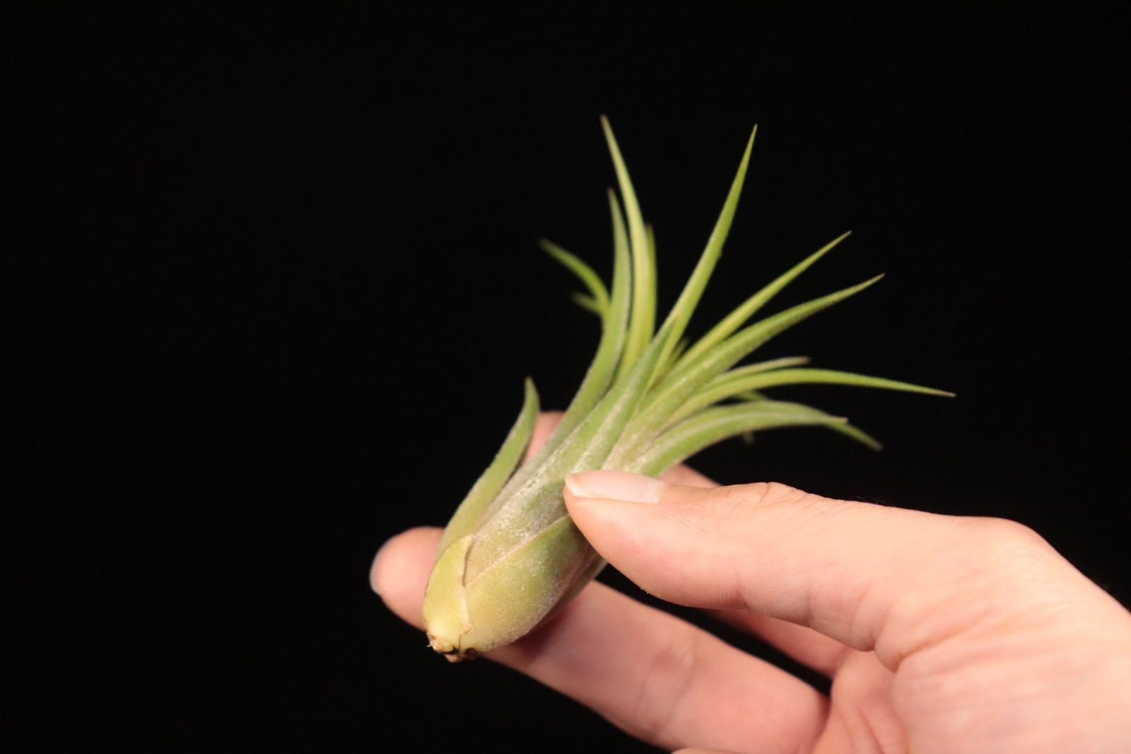 送料無料】ionantha 