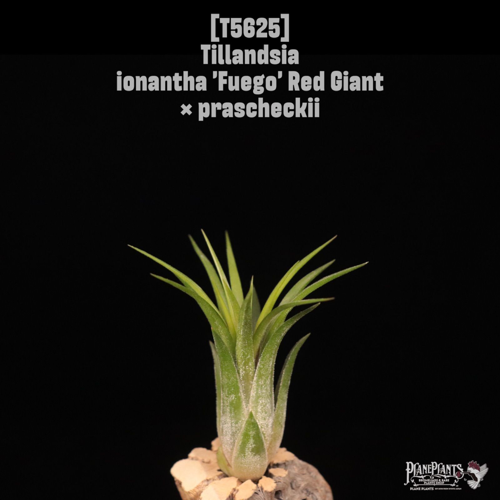 送料無料】ionantha 'Fuego' Red Giant × prascheckii〔エアプランツ