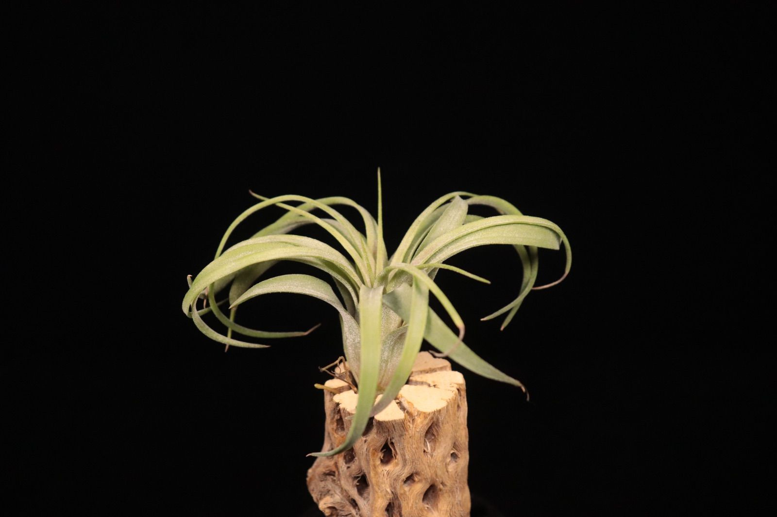 送料無料】ionantha 'Ron' × streptophylla〔エアプランツ〕現品発送