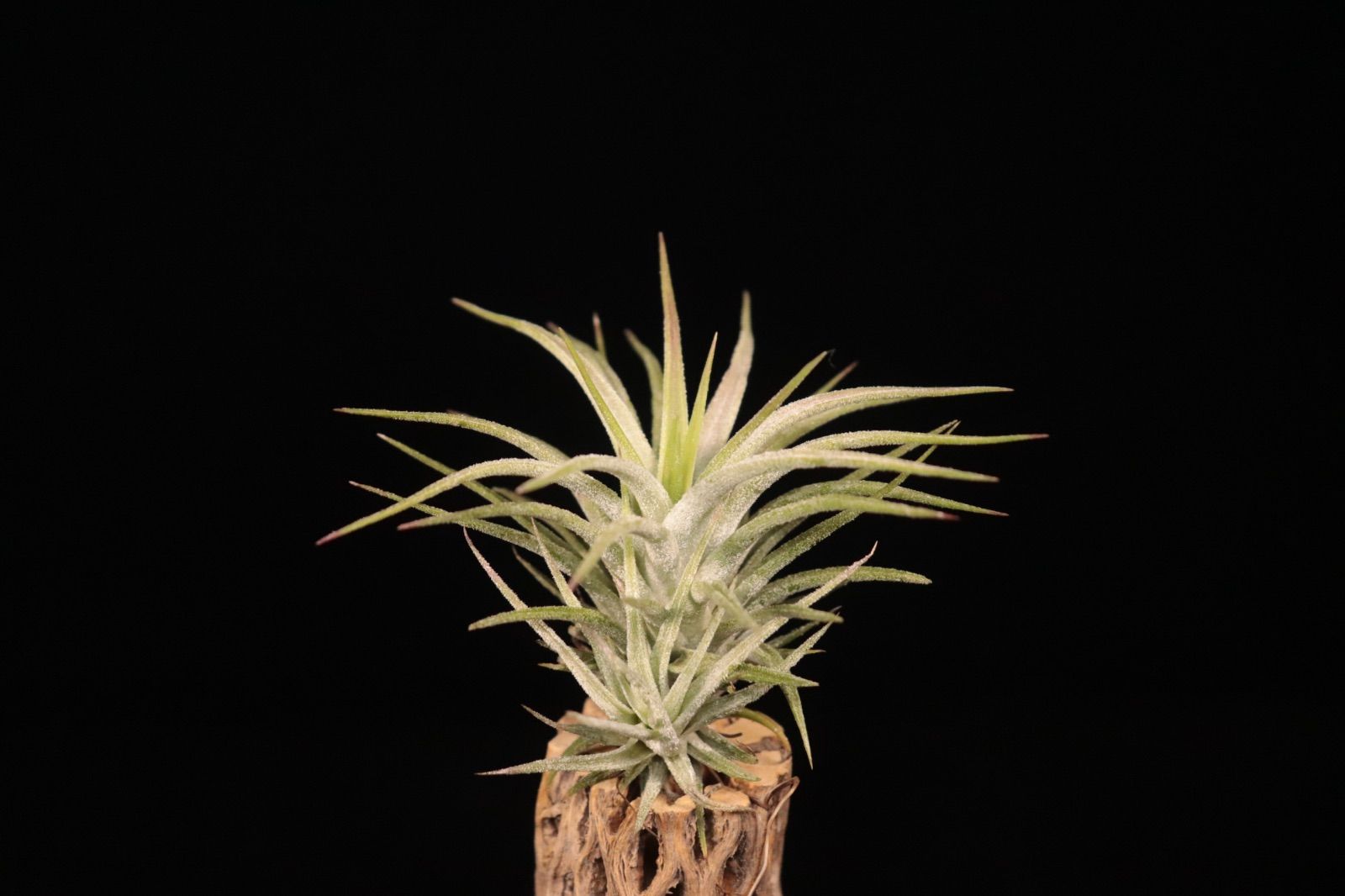 送料無料】ionantha 'Rubra' × ionantha var. vanhyningii〔エア