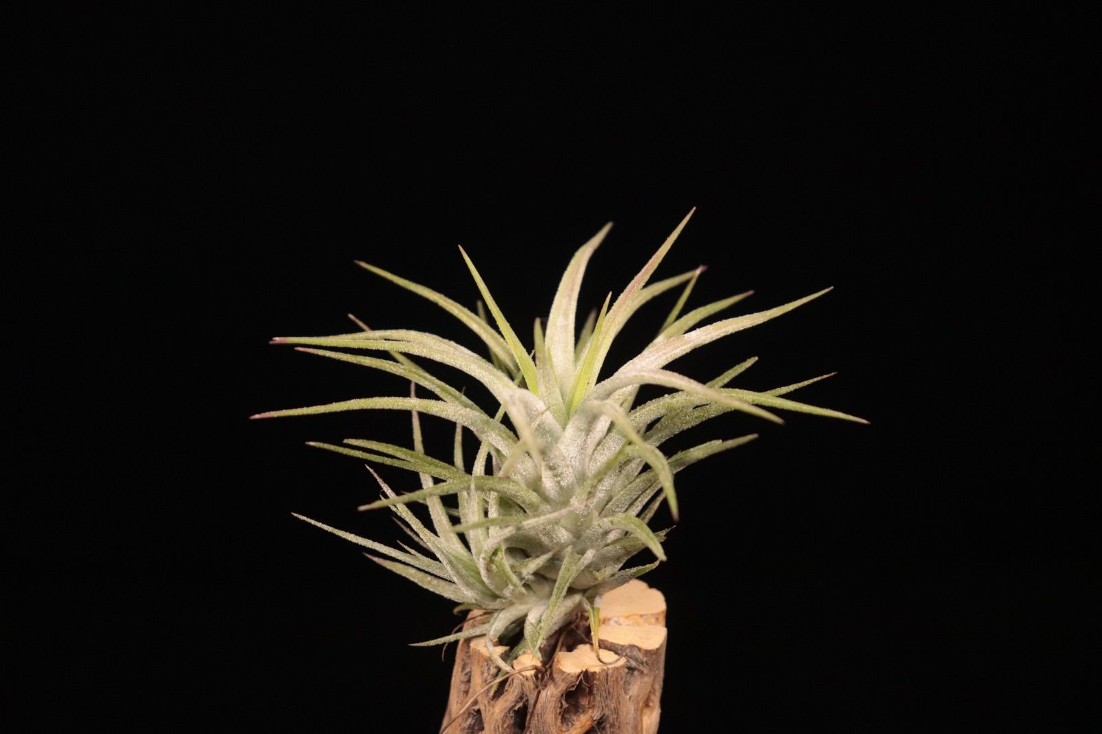 送料無料】ionantha 'Rubra' × ionantha var. vanhyningii〔エア