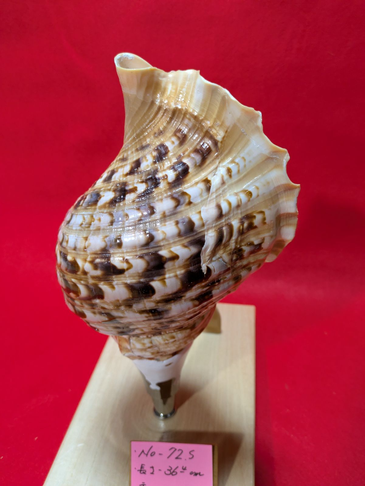 NO−72.S #法螺貝#金具入り#ほら貝#ホラ貝#修験道#和楽器#新品未使用