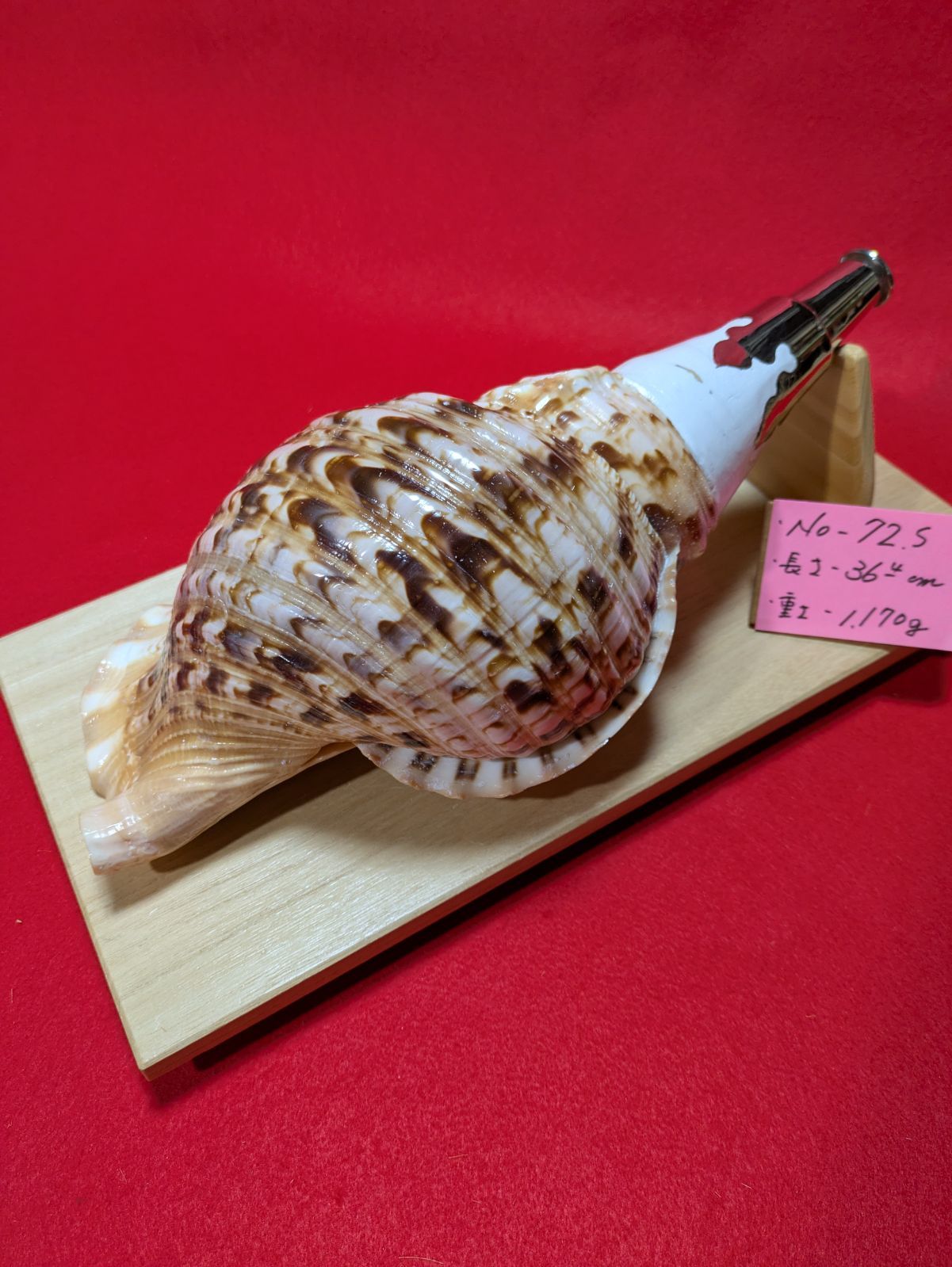 NO−72.S #法螺貝#金具入り#ほら貝#ホラ貝#修験道#和楽器#新品未使用