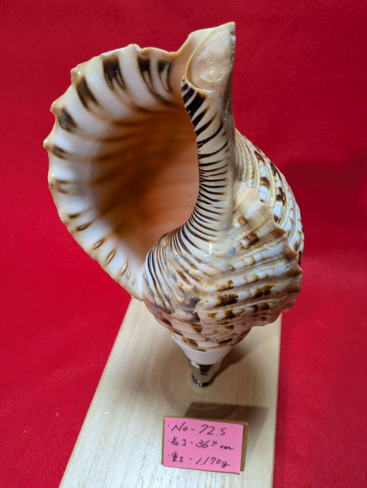 NO−72.S #法螺貝#金具入り#ほら貝#ホラ貝#修験道#和楽器#新品未使用