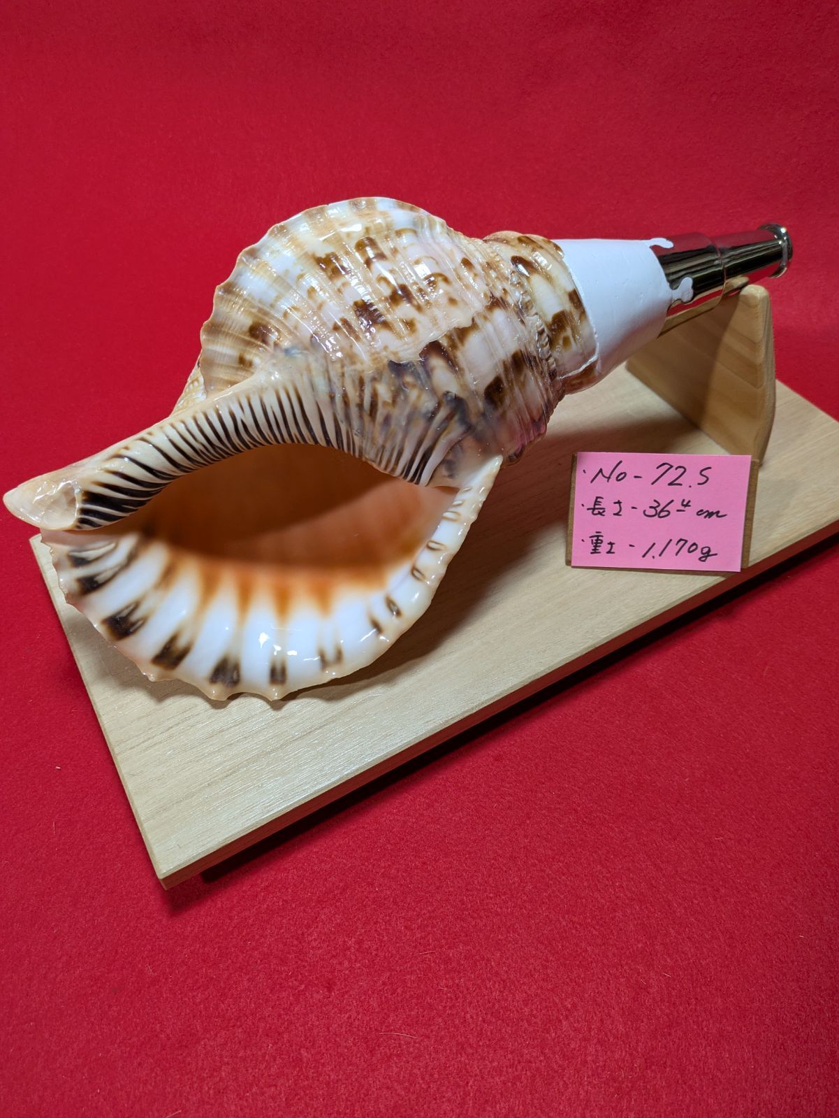 NO−72.S #法螺貝#金具入り#ほら貝#ホラ貝#修験道#和楽器#新品未使用