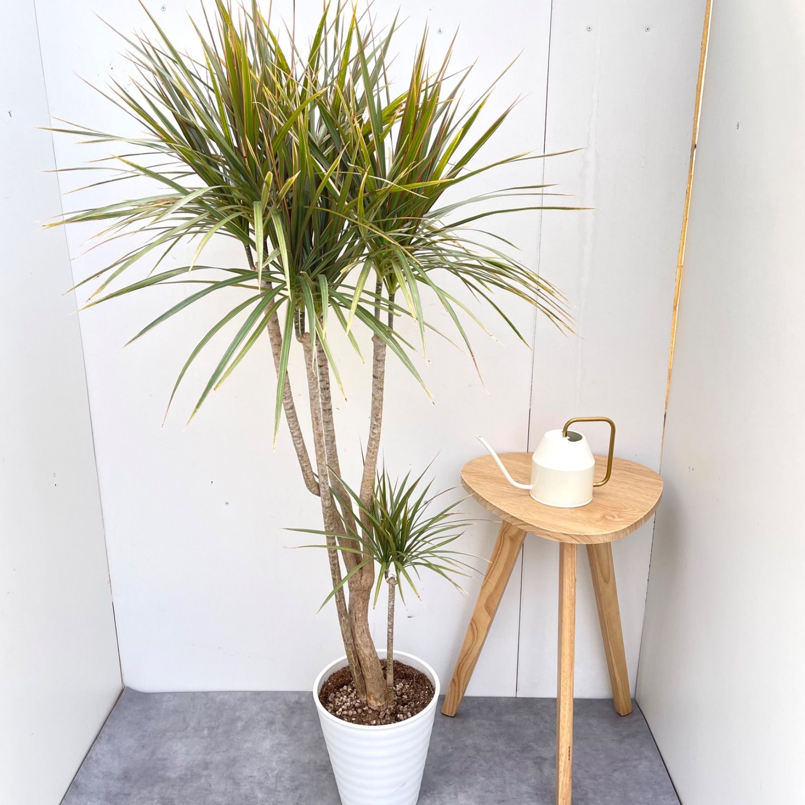 観葉植物 【現品】コンシンナ・キュンティ （ドラセナ・コンシンネ