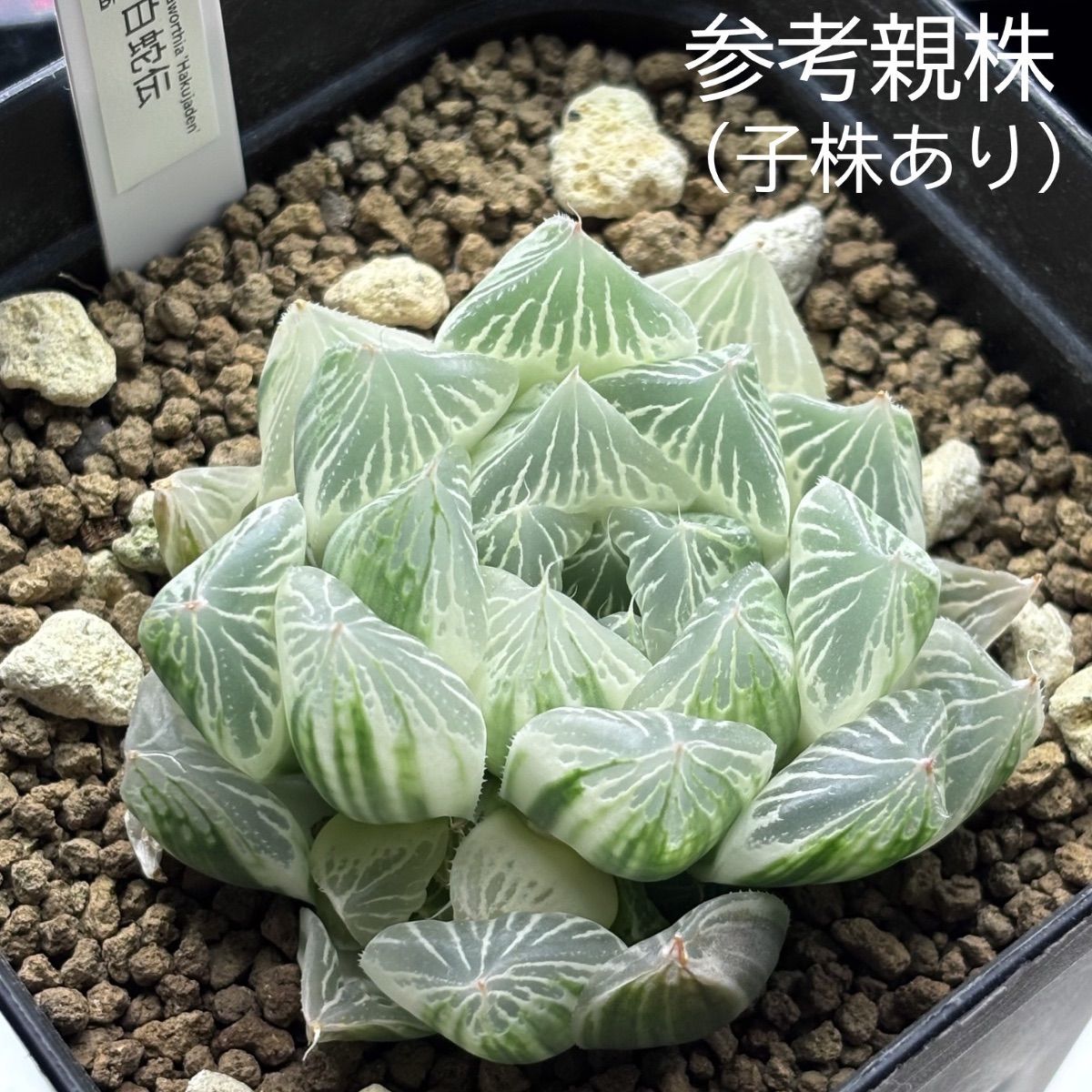 ハオルチア ☆ 白蛇伝（カキ仔発根済み）白プラポット付き メルカリ便