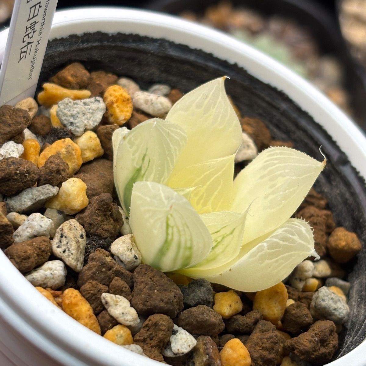 ハオルチア ☆ 白蛇伝（カキ仔発根済み）白プラポット付き メルカリ便