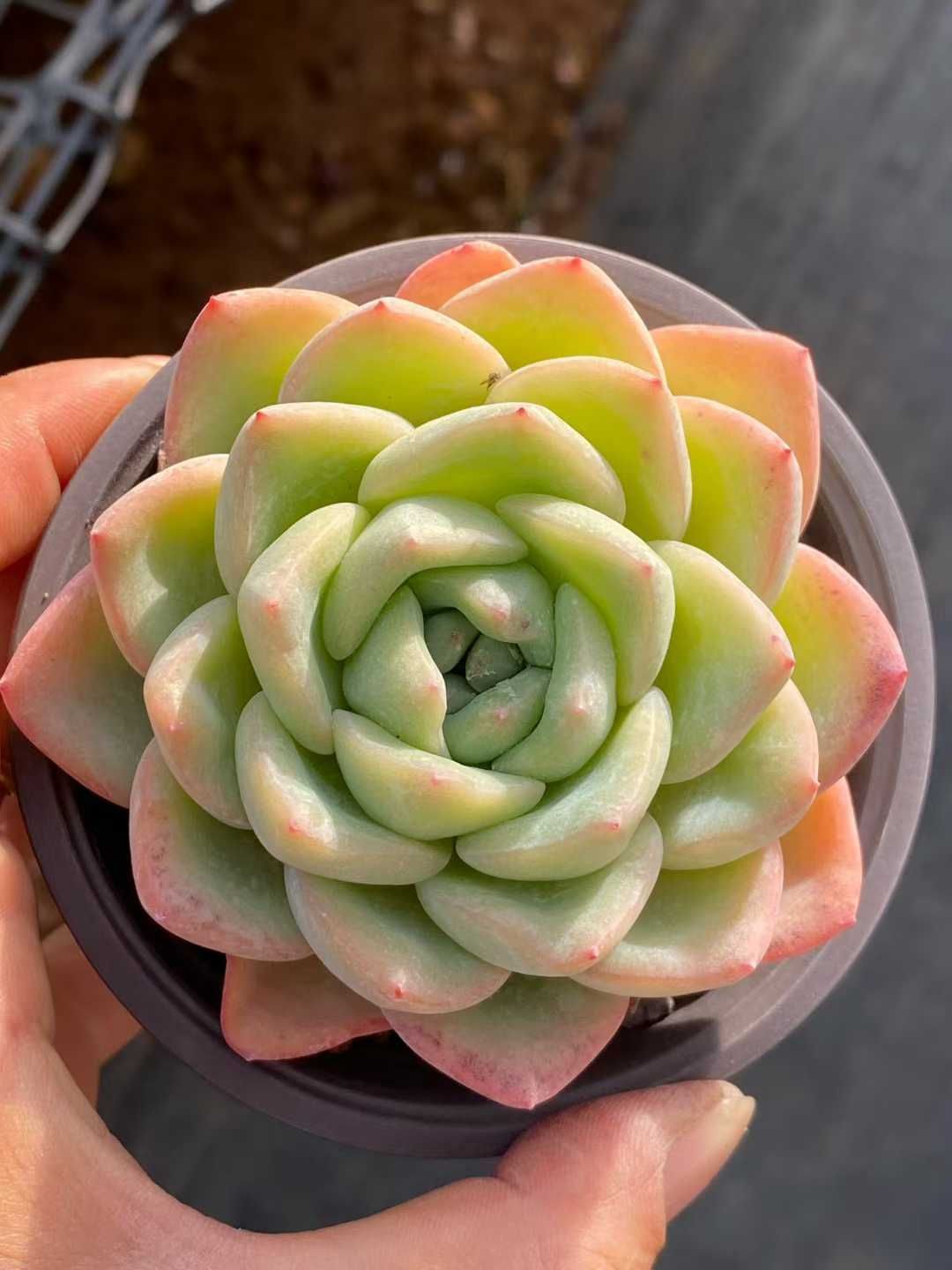 新入荷センセーション×18株 Z3520土鉢付き 多肉植物 アエオニウム