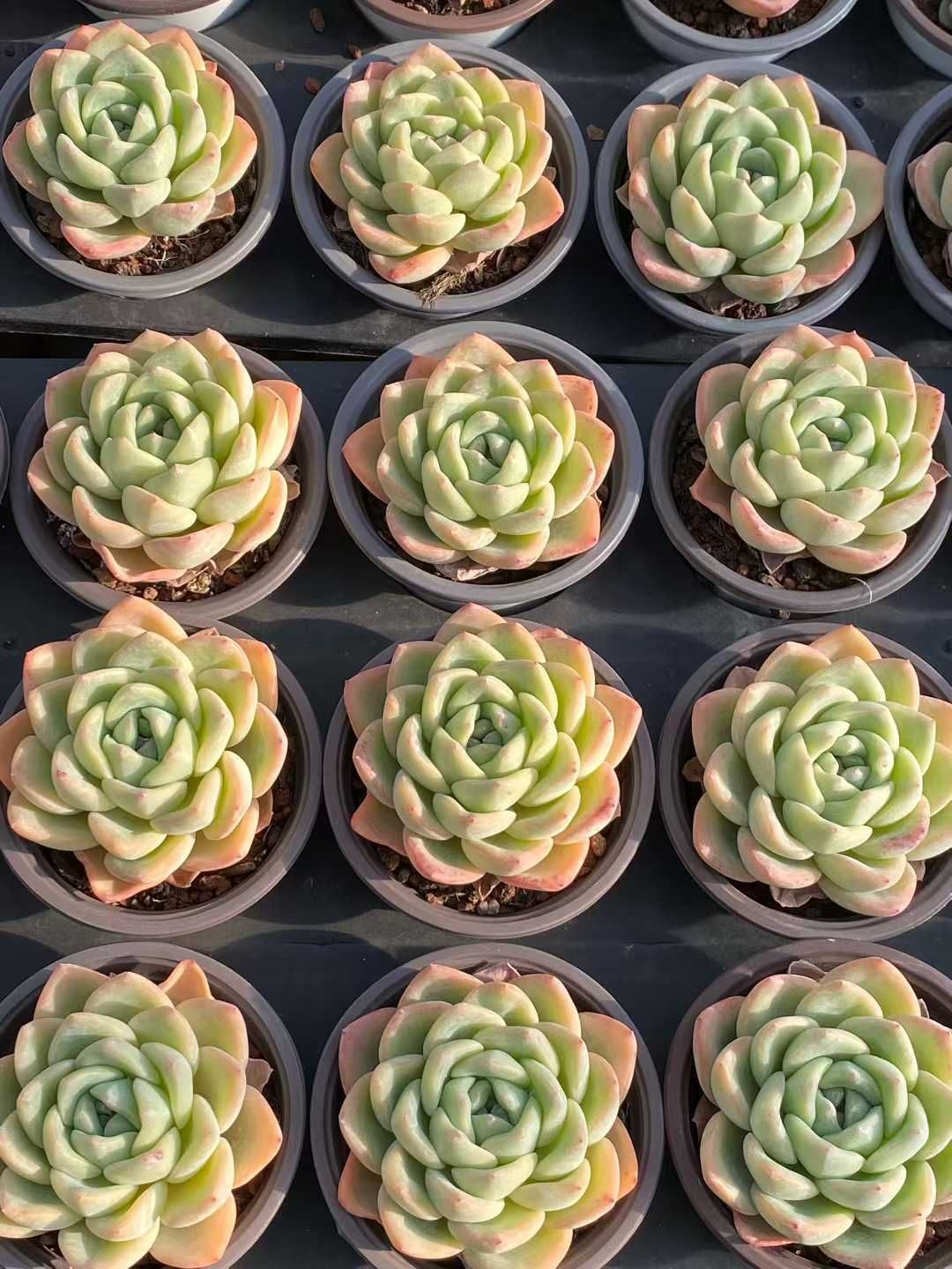 新入荷センセーション×18株 Z3520土鉢付き 多肉植物 アエオニウム