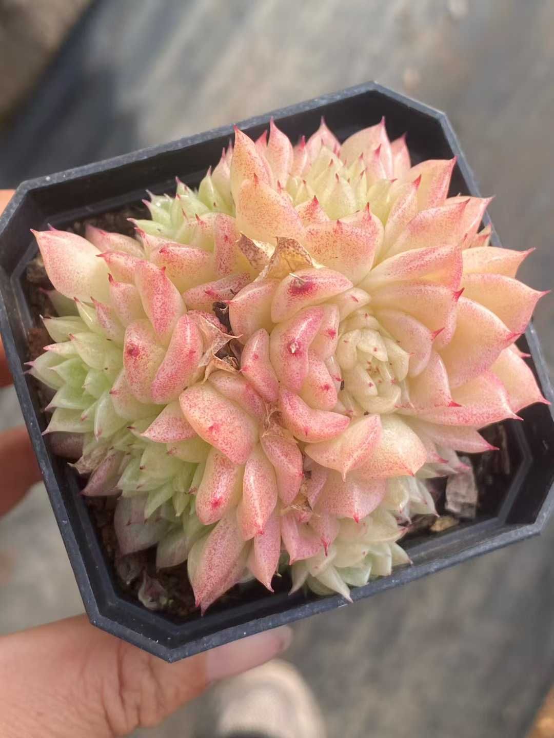 新入荷ムギカン×32株 Z3542土鉢付き 多肉植物 アエオニウム エケベリア