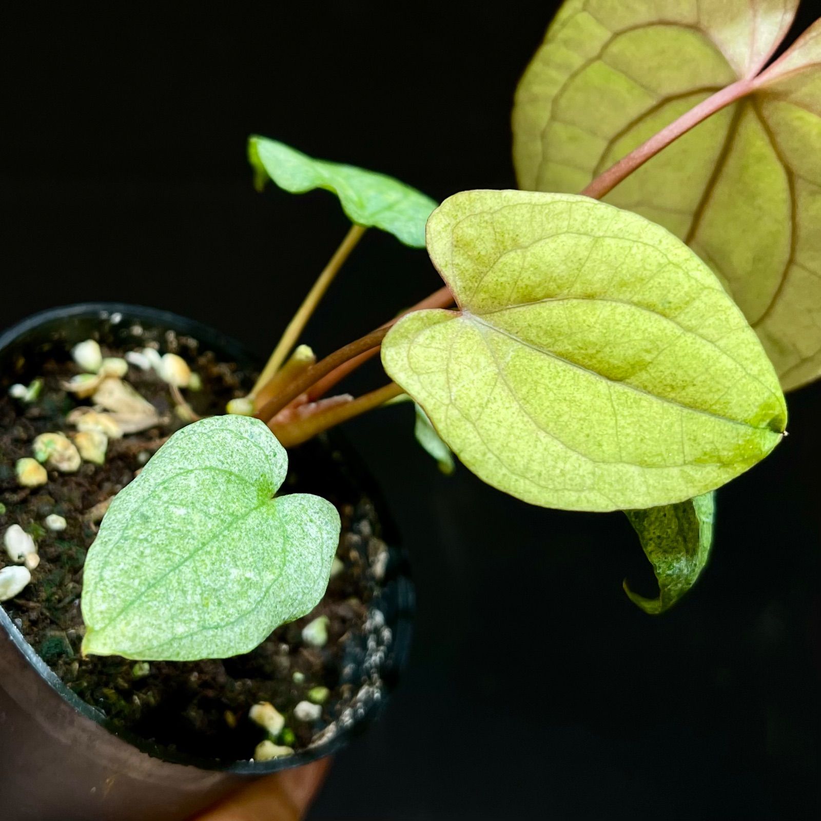 実生変異mint斑入り】アンスリウム レッドベインダークフェニックス