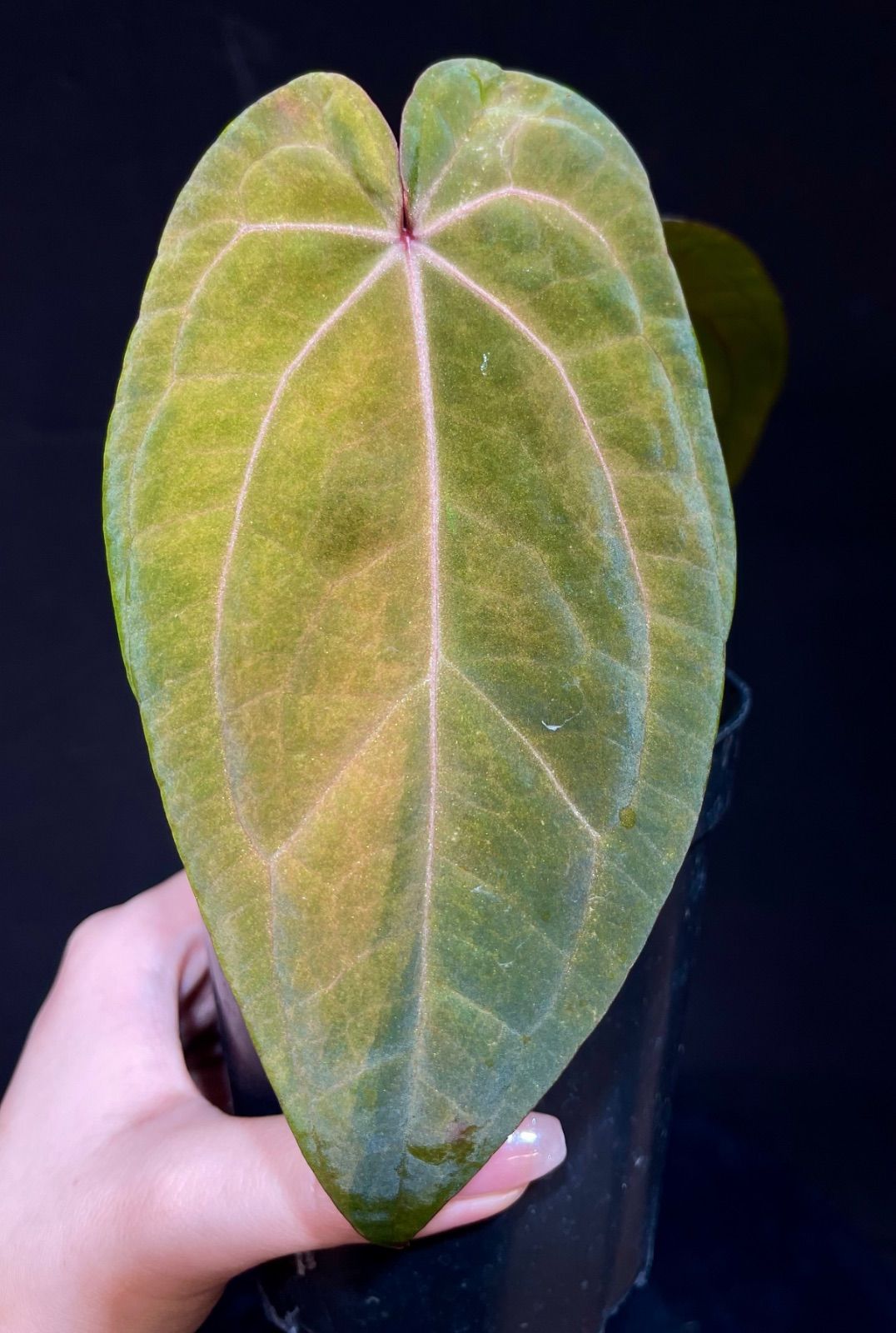 実生変異斑入り】アンスリウム レッドベインダークフェニックスxレッド