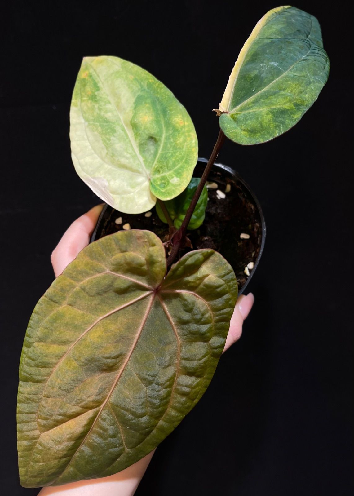 実生変異斑入り】アンスリウム レッドベインダークフェニックスxレッド