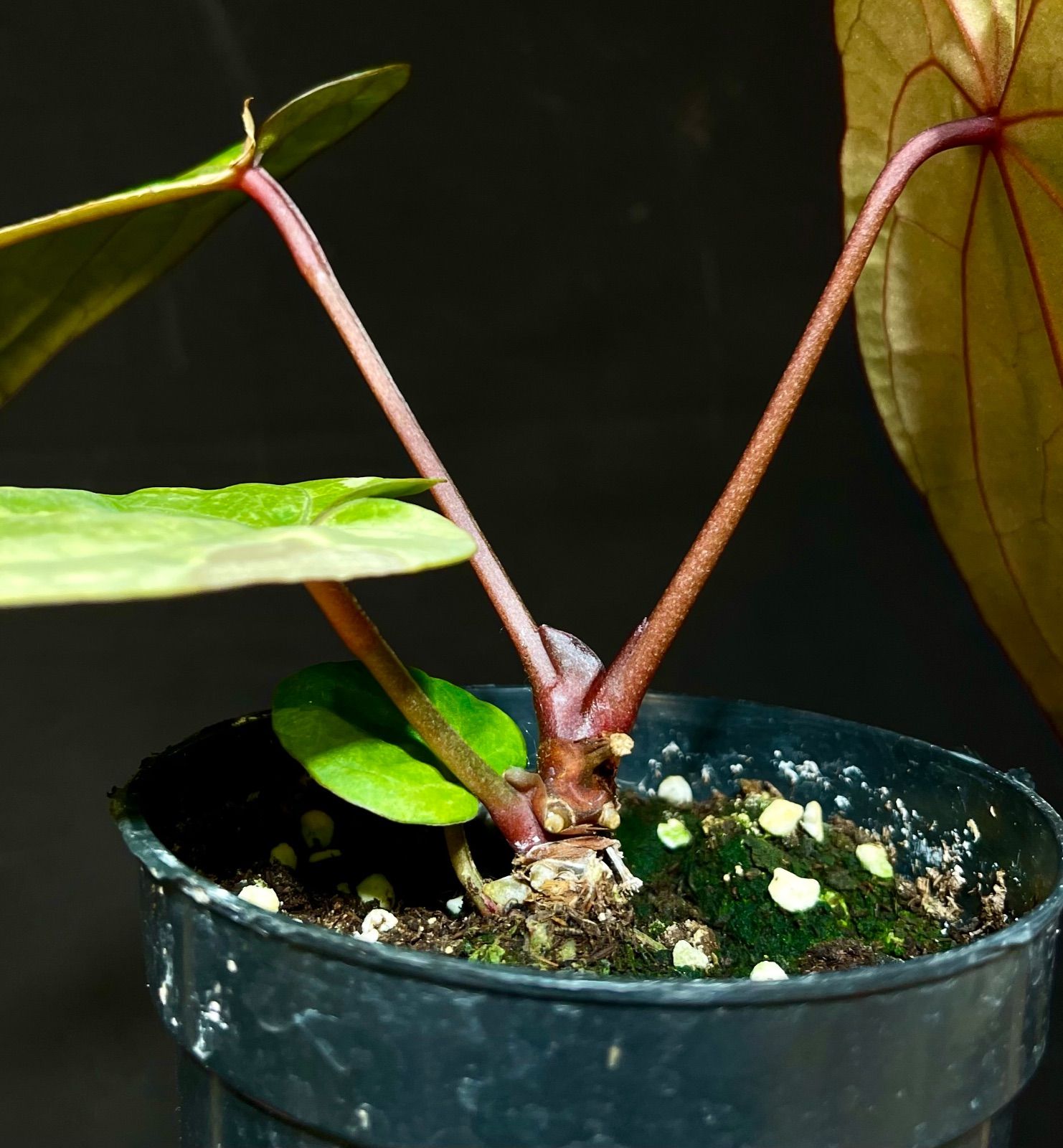 実生変異斑入り】アンスリウム レッドベインダークフェニックスxレッド