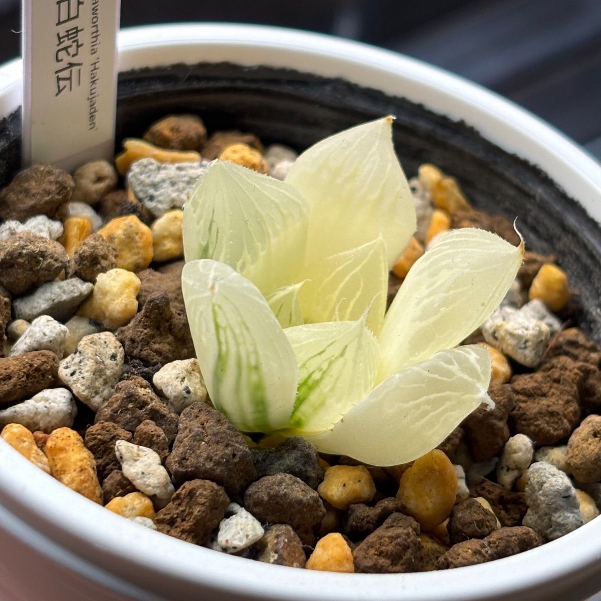 ハオルチア ☆ 白蛇伝（カキ仔発根済み）白プラポット付き メルカリ便