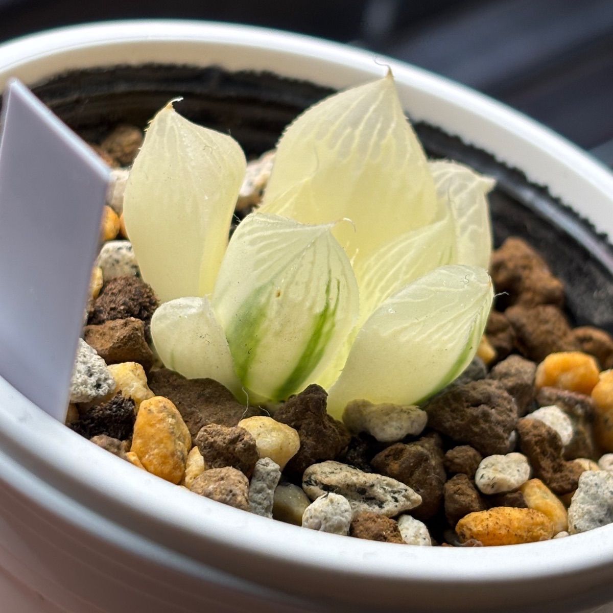 ハオルチア ☆ 白蛇伝（カキ仔発根済み）白プラポット付き メルカリ便