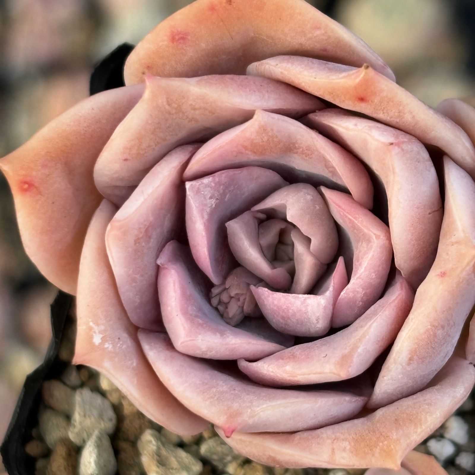 多肉植物 ラブリーローズ 抜き苗 - メルカリ