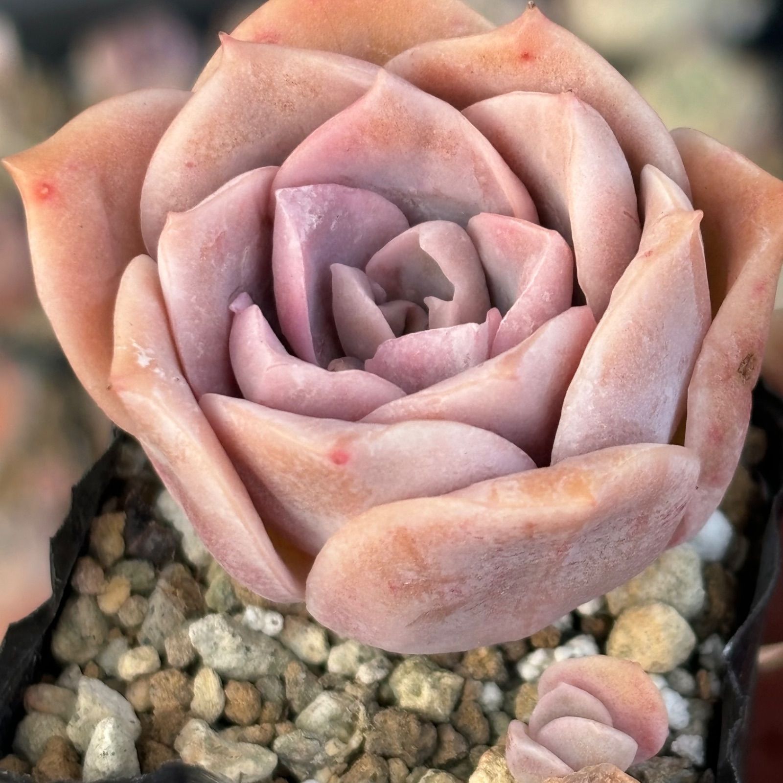 多肉植物 ラブリーローズ 抜き苗 - メルカリ