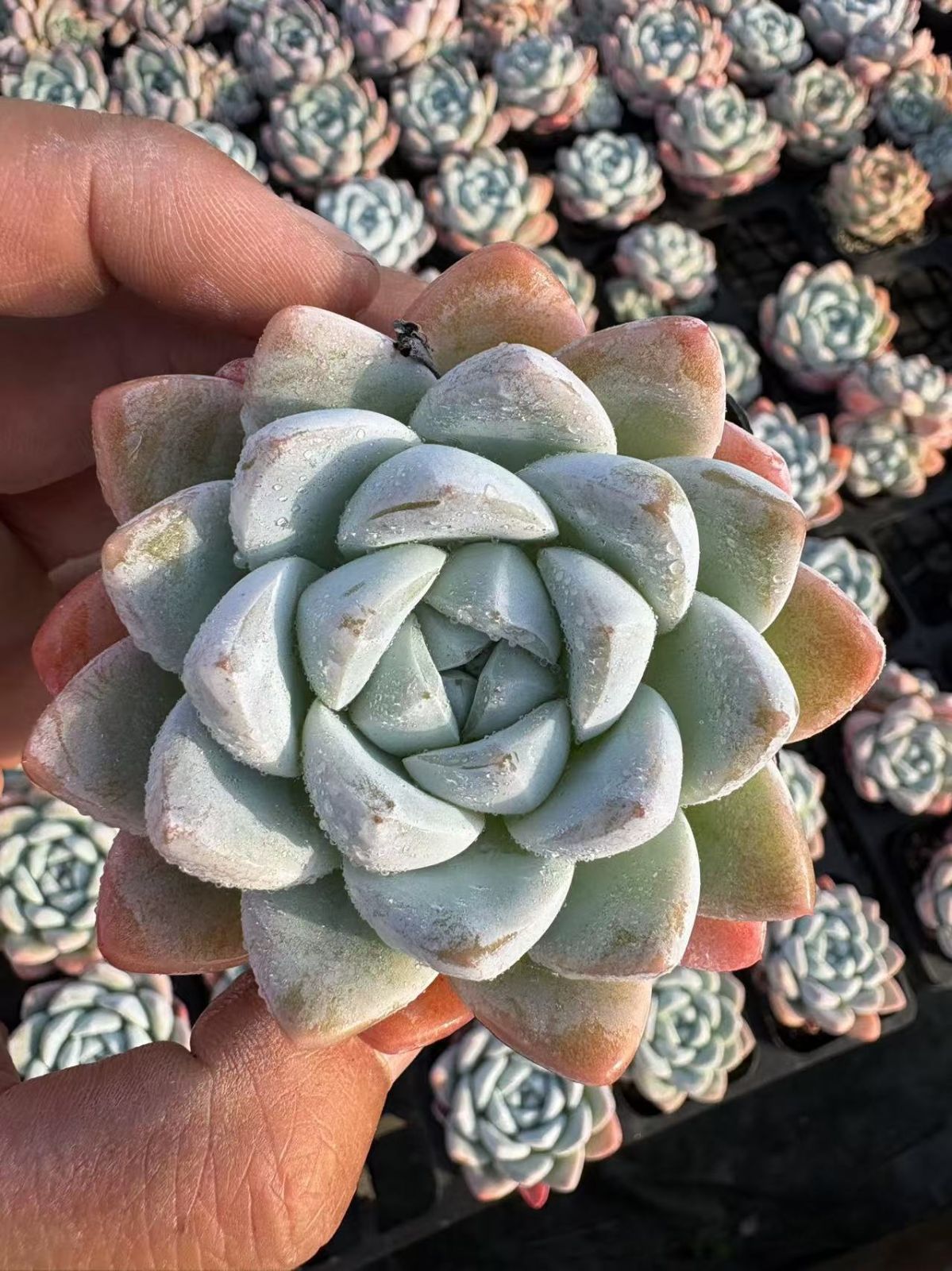 新入荷 32鉢の土鉢付きセット ギョクコチョウ 多肉植物 佐川急便発送