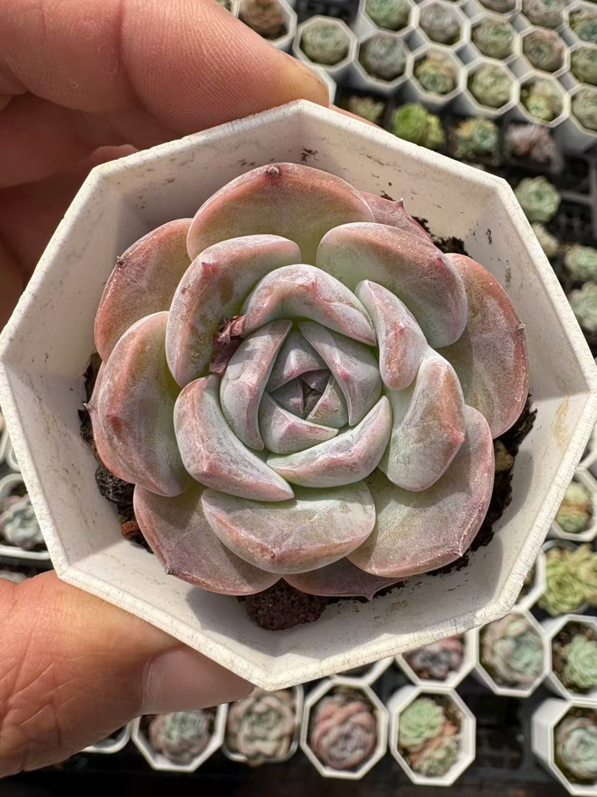 新入荷 32鉢の土鉢付きセット フランスローズ 多肉植物 佐川急便発送