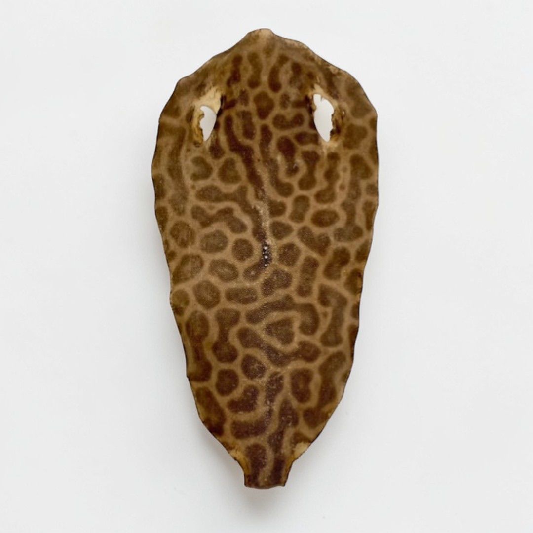 虎鮫③ 刀剣用 鮫鞘 鮫皮 エイ革 - メルカリ