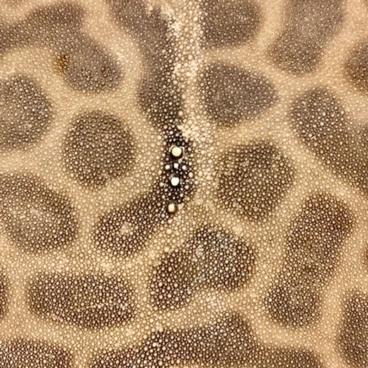 虎鮫③ 刀剣用 鮫鞘 鮫皮 エイ革 - メルカリ