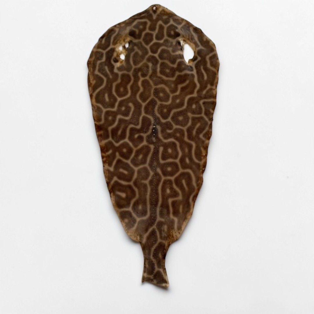 虎鮫④ 刀剣用 鮫鞘 鮫皮 エイ革 - メルカリ