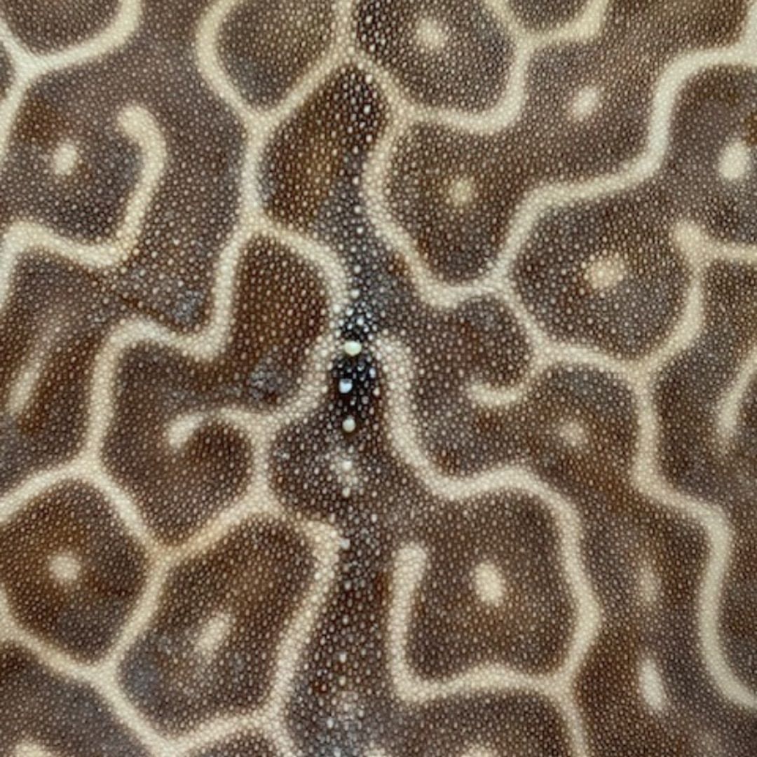 虎鮫④ 刀剣用 鮫鞘 鮫皮 エイ革 - メルカリ