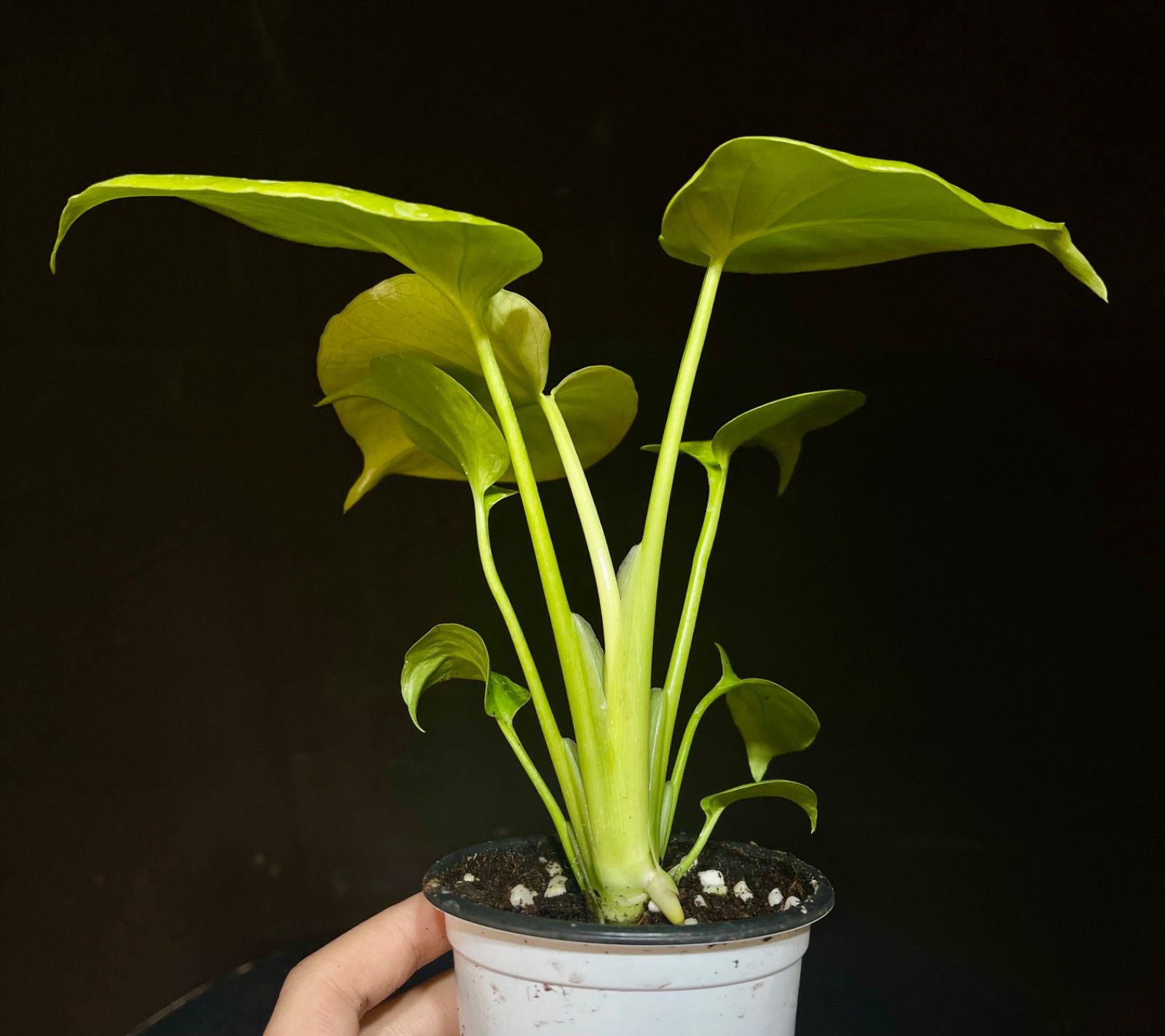 Monstera Deliciosa Super Golden モンステラ デリシオーサ黄金葉