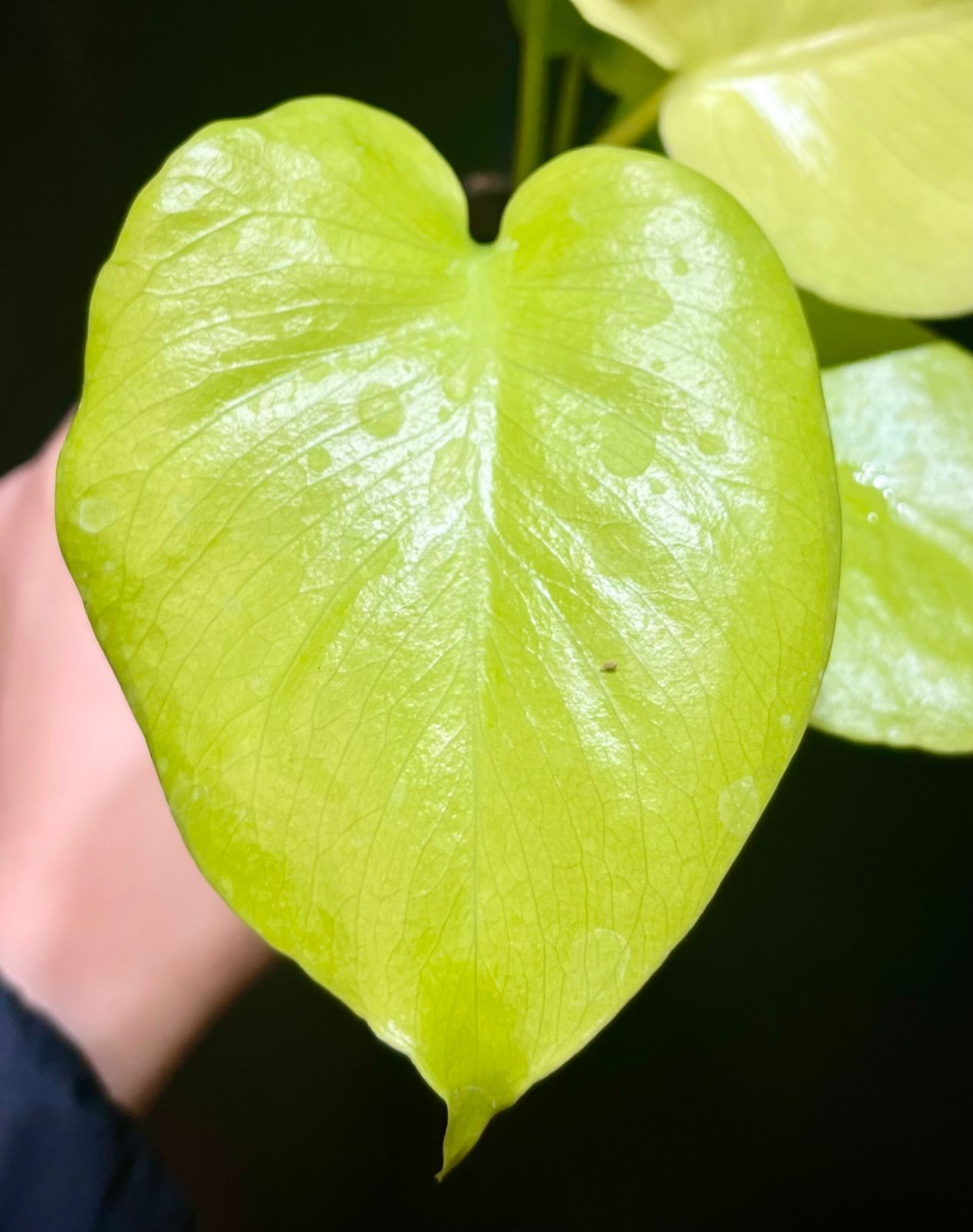 Monstera Deliciosa Super Golden モンステラ デリシオーサ黄金葉