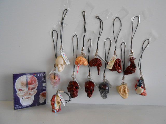 ♯Kui17Jtサイエンステクニカラー人体模型ストラップ1全12種 - メルカリ