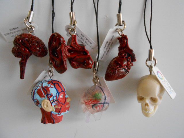 ♯Kui17Jtサイエンステクニカラー人体模型ストラップ1全12種 - メルカリ