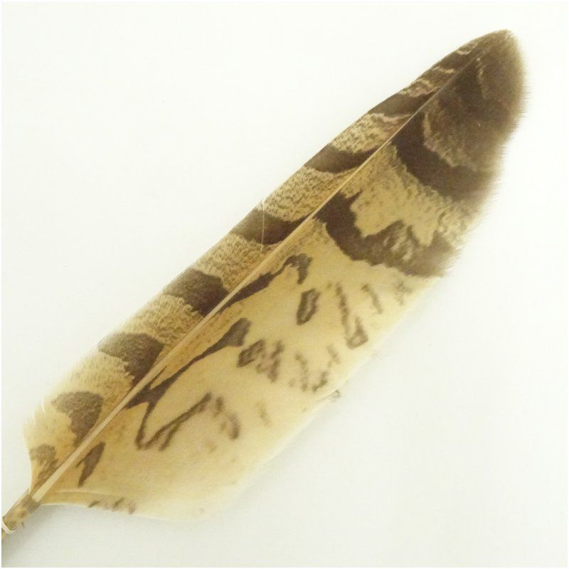 炭道具 風炉用羽箒（紙箱） 茶道具 茶道 おしゃれ 茶器 抹茶 はねぼう