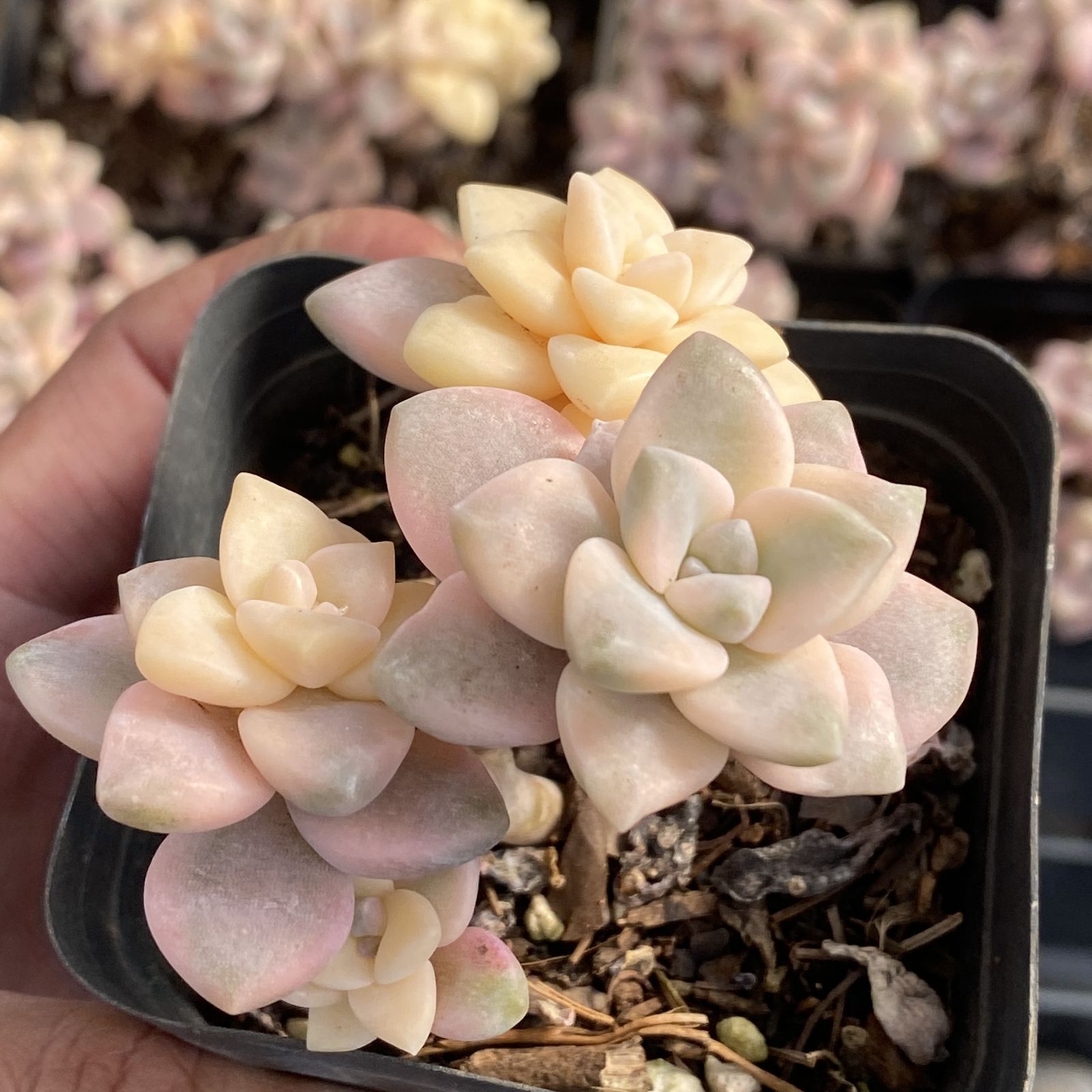 XY162 ビキョウキン 10株 佐川にて発送 韓国苗 多肉植物 抜き苗