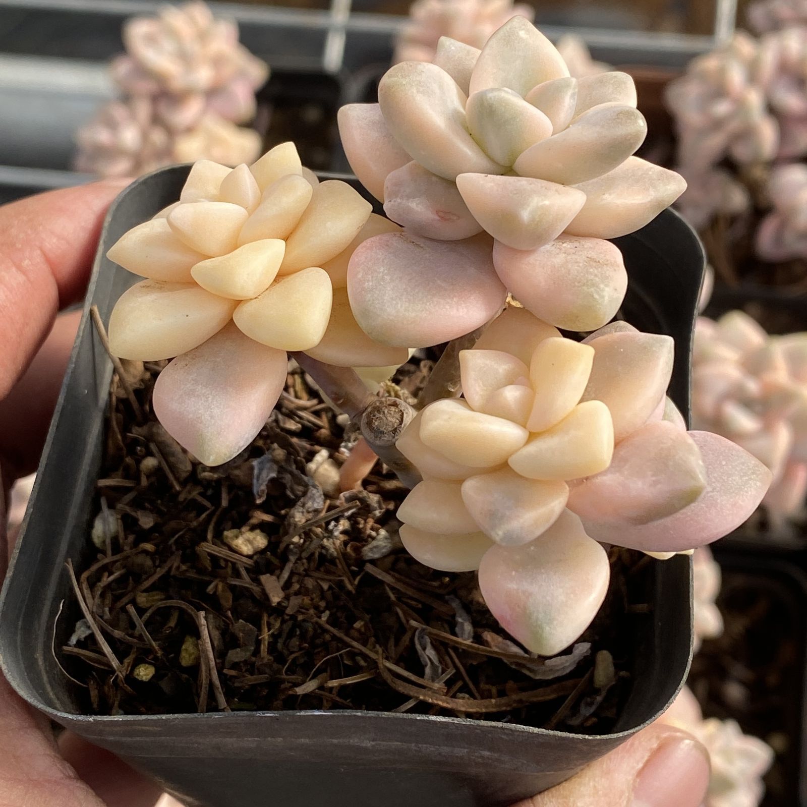 XY162 ビキョウキン 10株 佐川にて発送 韓国苗 多肉植物 抜き苗